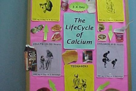 Lifecylcle of calcium from pregnancy to older adulthood
