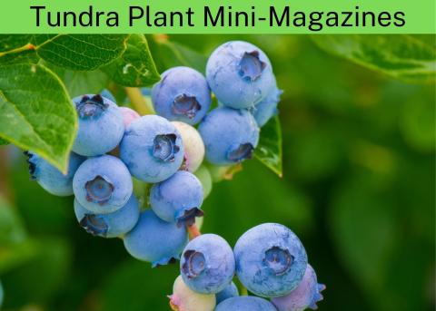 Tundra Plant Mini-Magazines