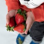 Toddler holding strawberries