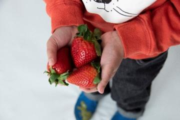 Toddler holding strawberries